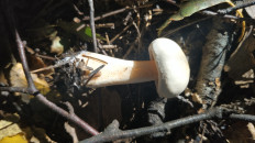 Гриб из Волоколамск