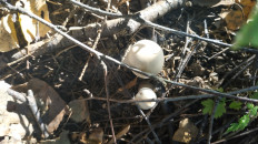 Гриб из Волоколамск