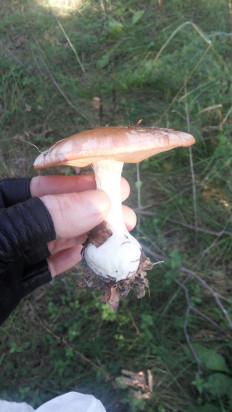 Белопаутинник луковичный