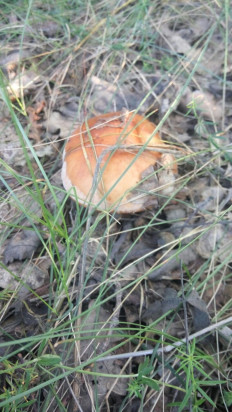 Белопаутинник луковичный