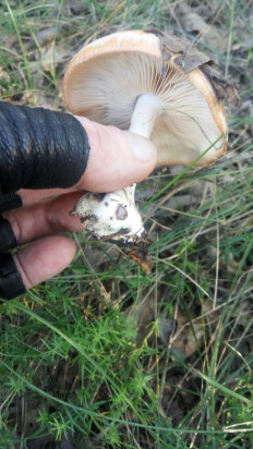 Белопаутинник луковичный