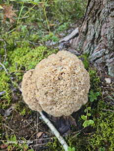 Спарассис курчавый