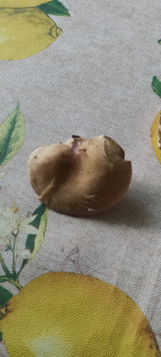 Гриб из Балашиха