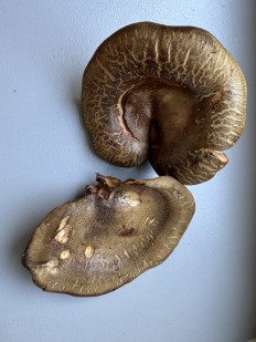 Свинушка тонкая