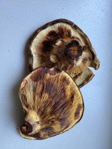 Свинушка тонкая