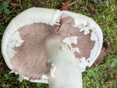 Agaricus campestris - Шампиньон обыкновенный