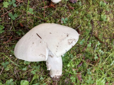 Agaricus campestris - Шампиньон обыкновенный