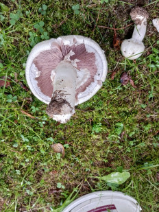 Agaricus campestris - Шампиньон обыкновенный