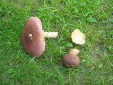 Гриб из Унеча, Брянская