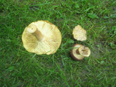 Гриб из Унеча, Брянская