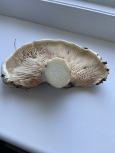 Гриб из Истра