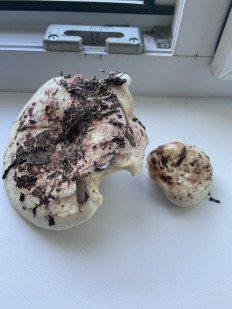 Гриб из Истра