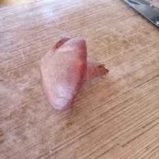 Мокруха пурпуровая