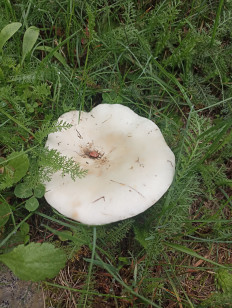 Гриб из Сосново