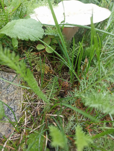 Гриб из Сосново