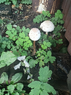 Гриб из Челябинск