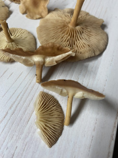 Гриб из Санкт-Петербург