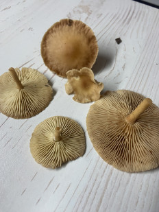 Гриб из Санкт-Петербург