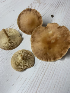 Гриб из Санкт-Петербург