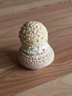 Гриб из Санкт-Петербург