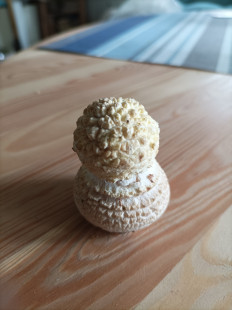 Гриб из Санкт-Петербург