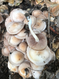 Гриб из Орск