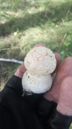 Гриб из Липецк