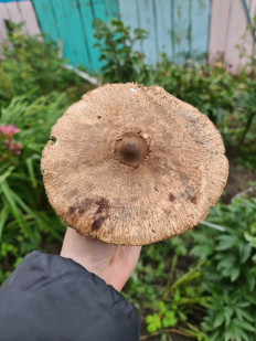 Гриб из Екатеринбург