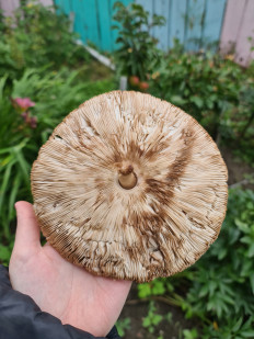 Гриб из Екатеринбург