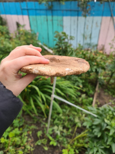 Гриб из Екатеринбург