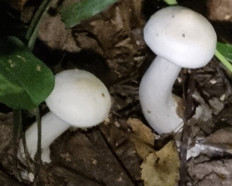 Гриб из Домодедово