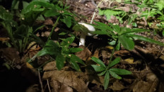 Гриб из Домодедово