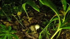 Гриб из Домодедово