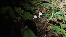 Гриб из Домодедово