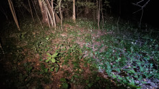 Гриб из Домодедово