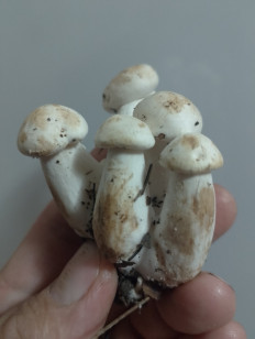 Гриб из Курская область