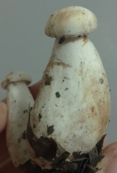 Гриб из Курская область