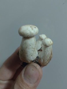 Гриб из Курская область