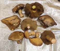 Гриб из Казань