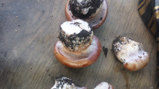 Паутинник голубовато-опоясанный