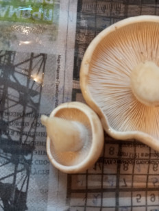 Гриб из Москва