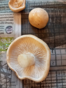 Гриб из Москва