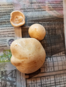 Гриб из Москва