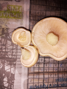 Гриб из Москва