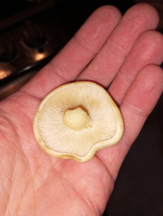 Гриб из Москва