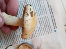 Гриб из Москва