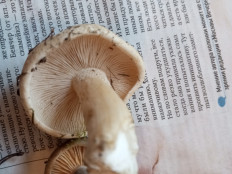 Гриб из Москва