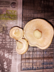 Гриб из Москва