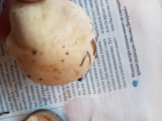 Гриб из Москва