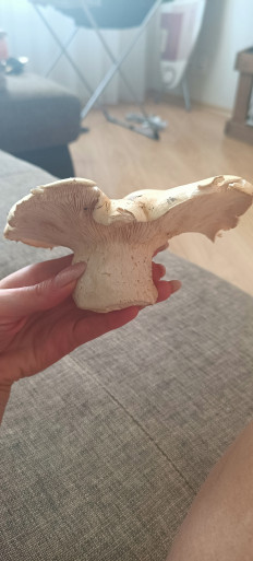 Гриб из Саратов